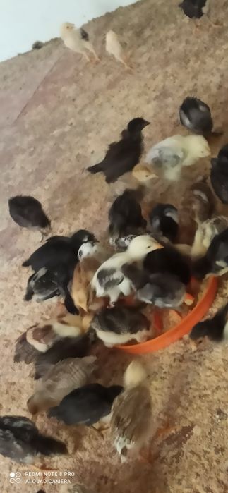 Бир, ойлик, сотилади,