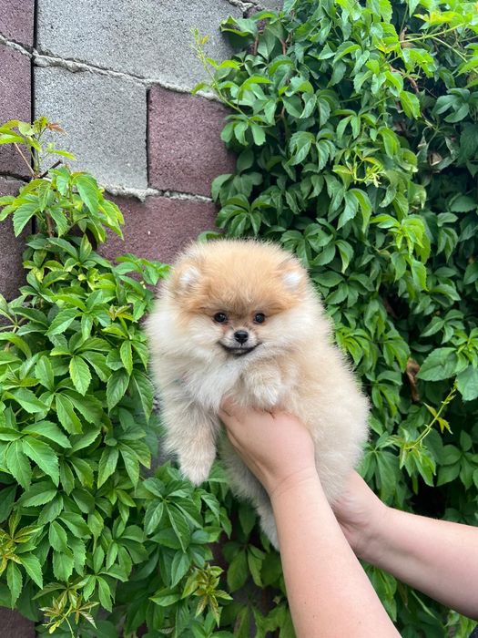 Настоящий померанский шпиц