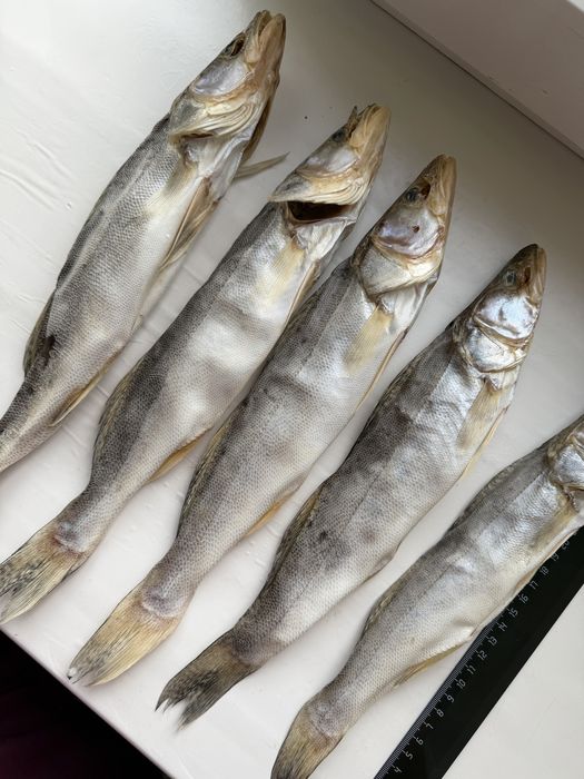 Вяленый судак этого года