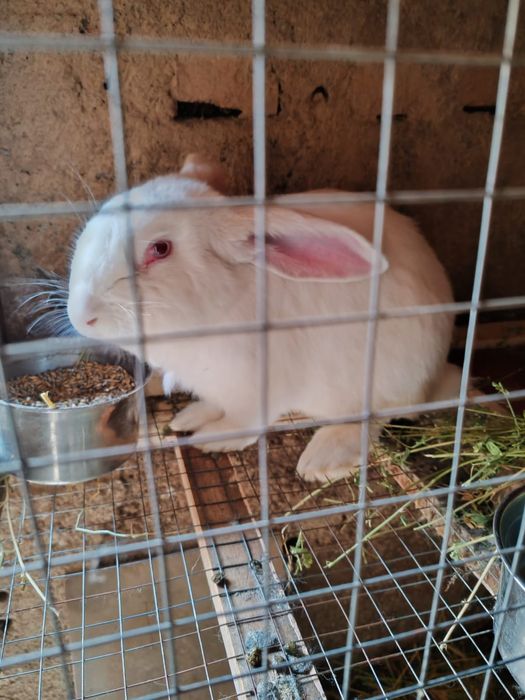 Продам кроликов.