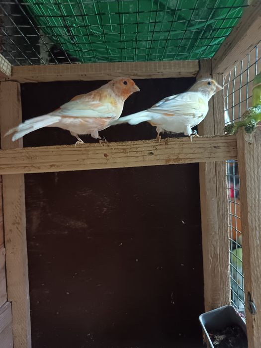 Vând Canari femele