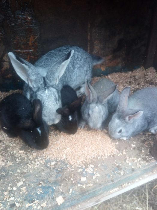 Iepuri belgieni de vanzre