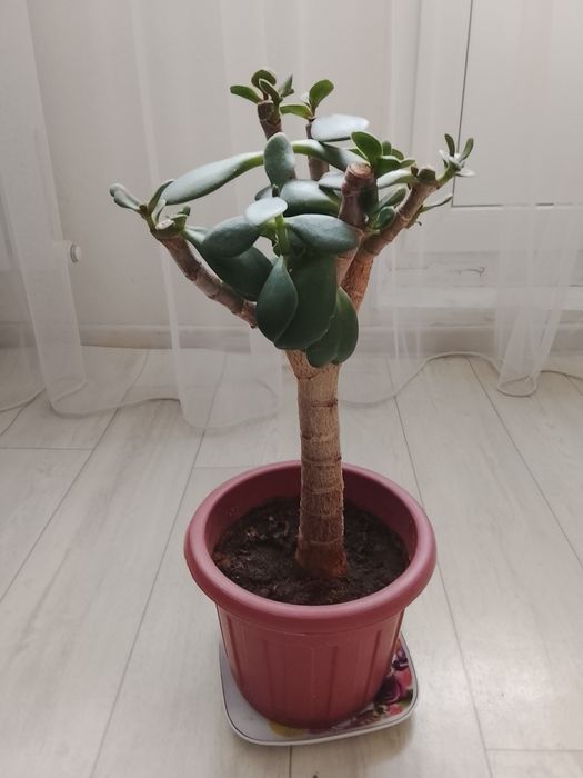 Продается денежное дерево