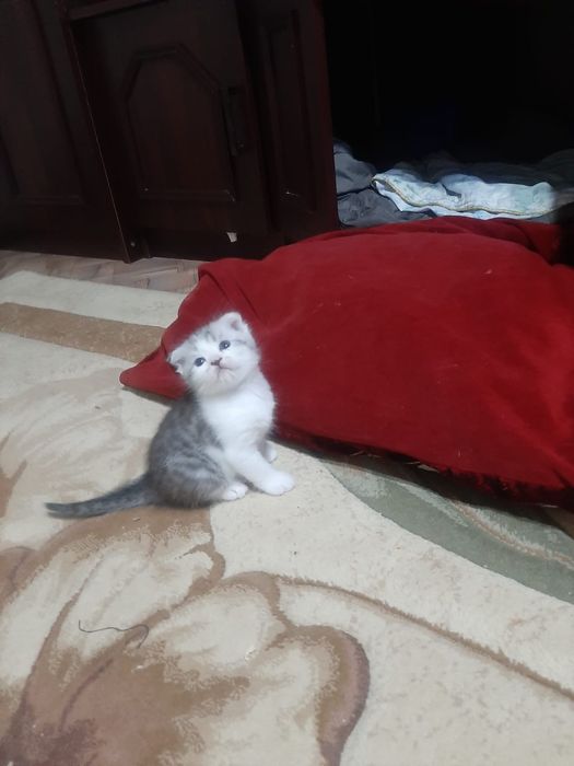 Продаются породыстые котёнок вислоухий