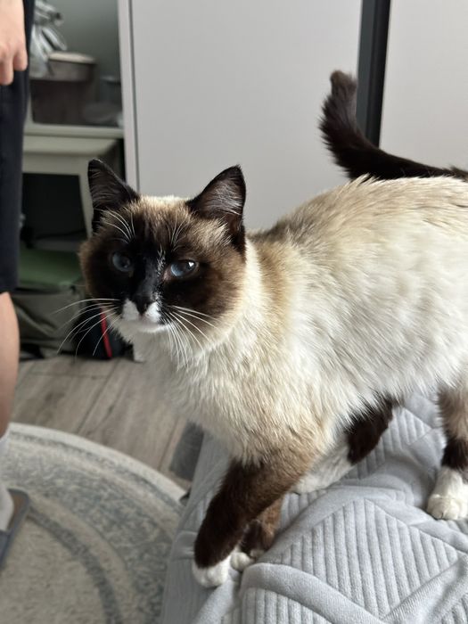 кот тайской породы