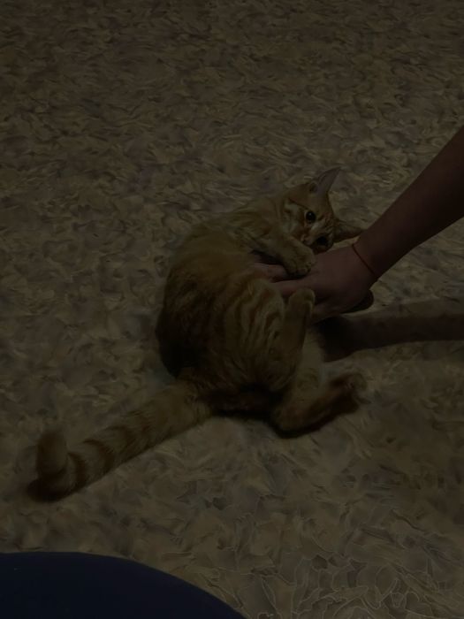 Отдам кота в добрые руки