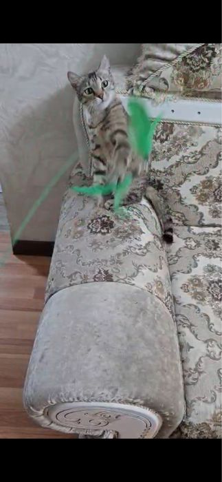 Кошечка в дом ,ищем дом кошечке !