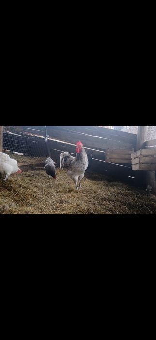 Vand oua australorp