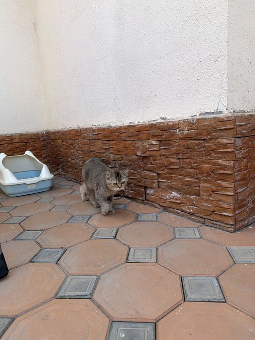 Мушук сотилади узимники уй аллергиям кийнавоти ушанчун сотвоман