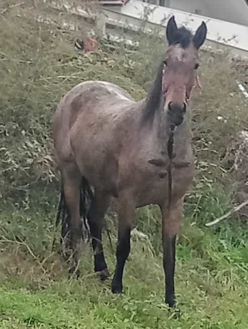 Vând iapa de 2 ani jumate iapa trage foarte bine merge foarte bine