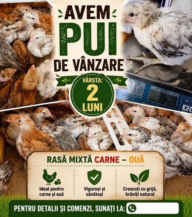 Pui rasă mixta carne ouă