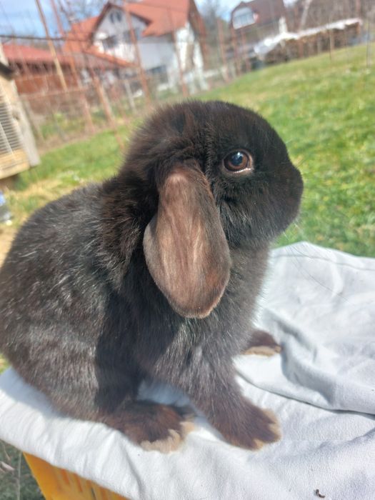 Iepuri pitici de Paște