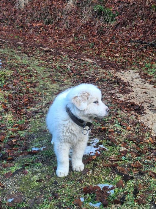 Каракачанско кученце