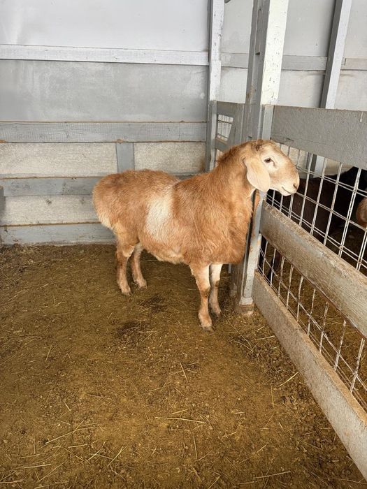 Продам кочкара Арашан