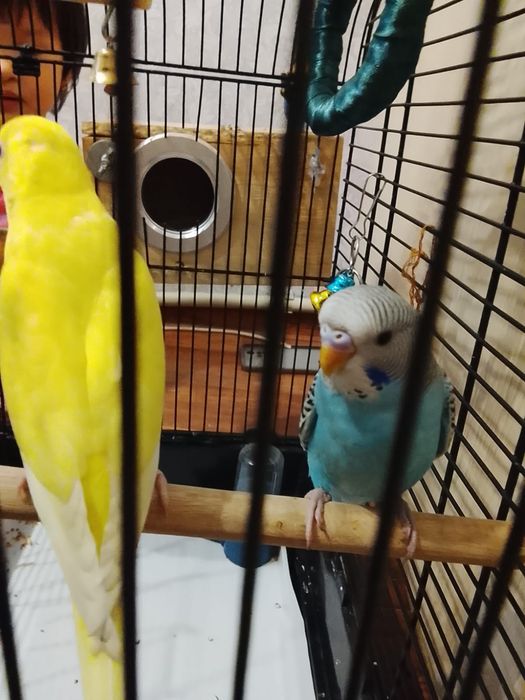 Попугай пара волнистый