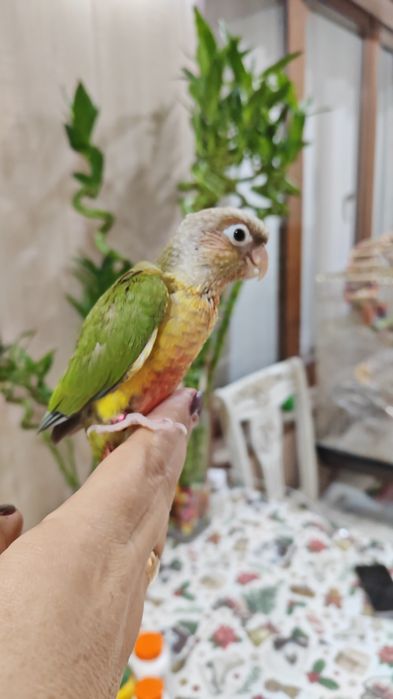 Продаются птенцы попугая Пиррруры.