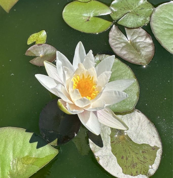 Немфеи кувшинки белые и розовые