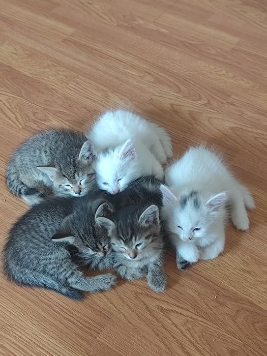 Красивые котята в дар.