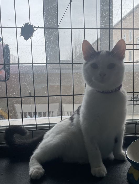 Пристраивается очень милый котенок!7 мес