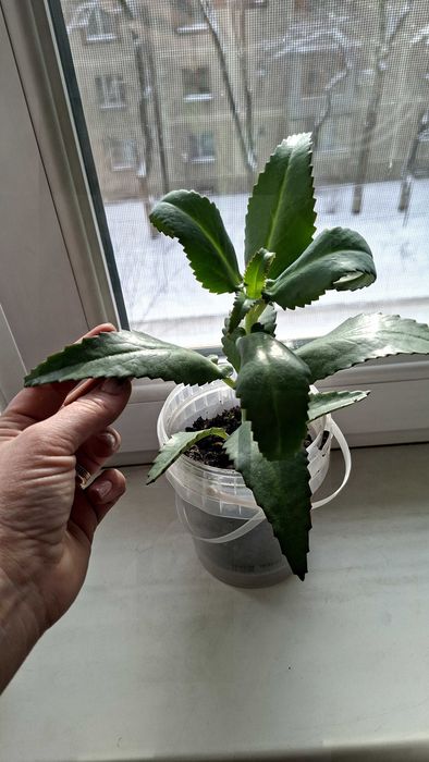 Лечебный цветок каланхоэ