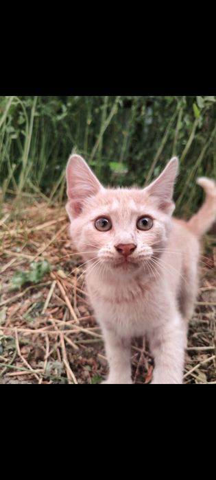 Котенок мальчик, 3 мес.