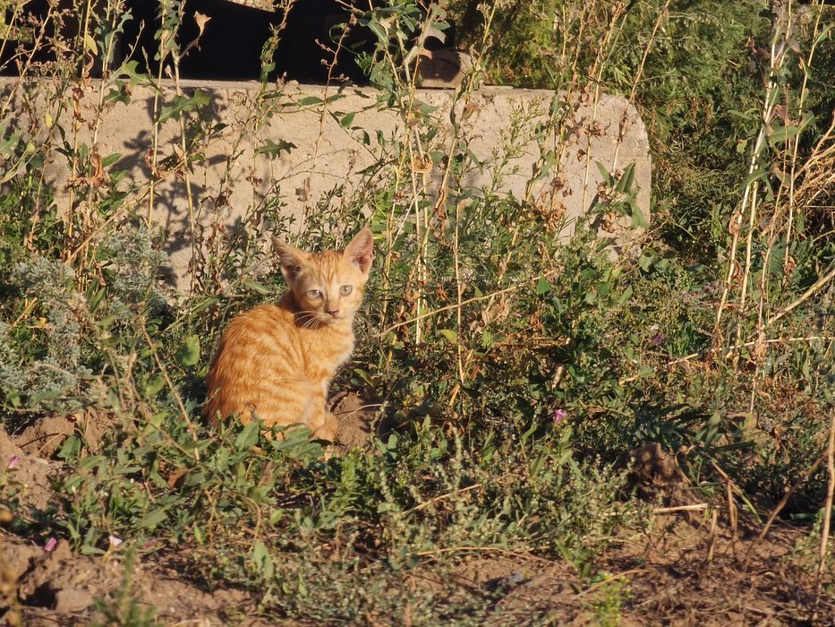 Котята 2 месяца. Бесплатно