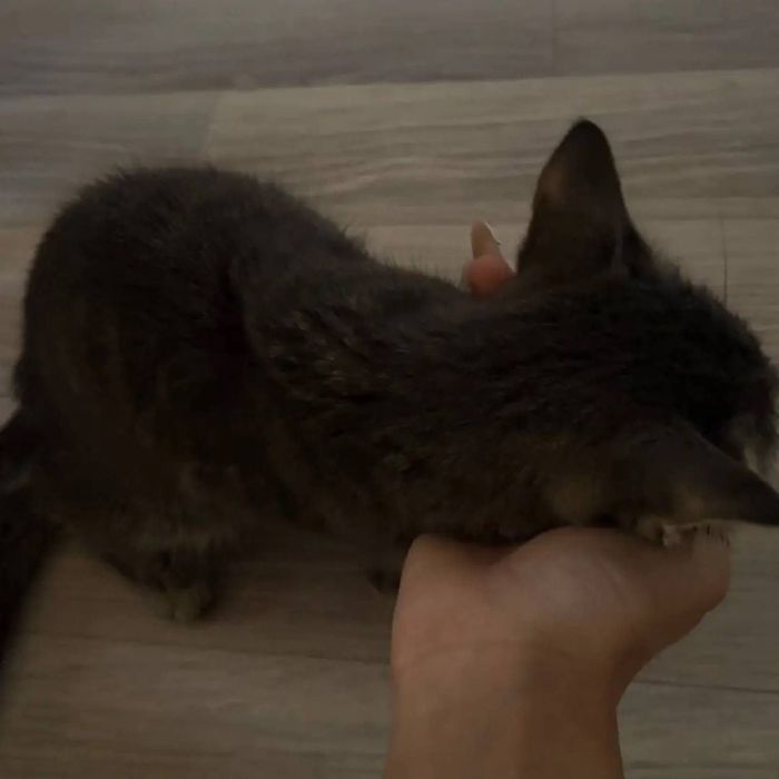 Котёнок-мальчик 2–3 месяца ищет дом