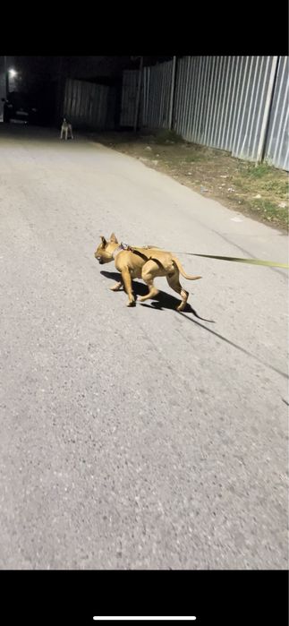 Питбультериер РР сука