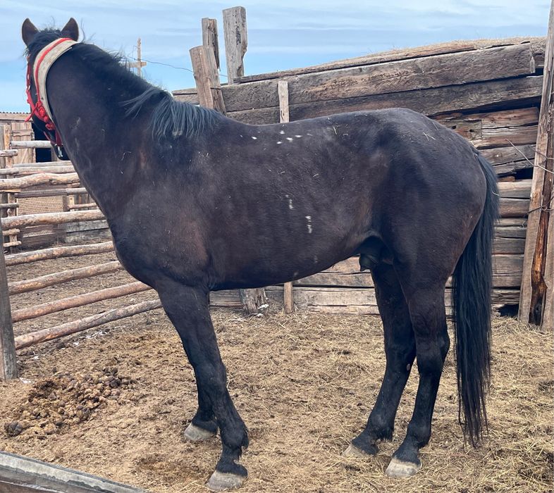 Айгыр сатылады 7 жасар