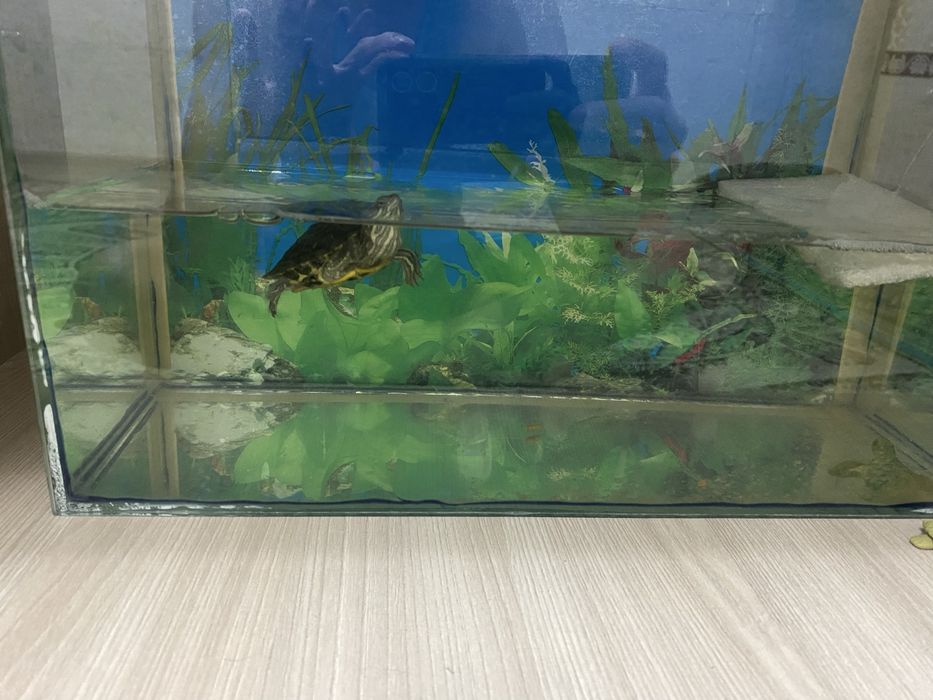 Продается челепашка