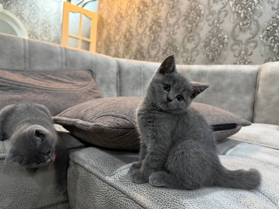 Британские котятя