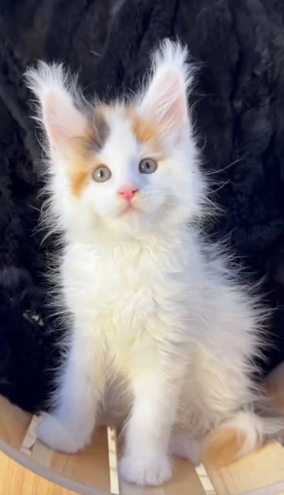 Котята Мейн-кун от чемпионов мира !