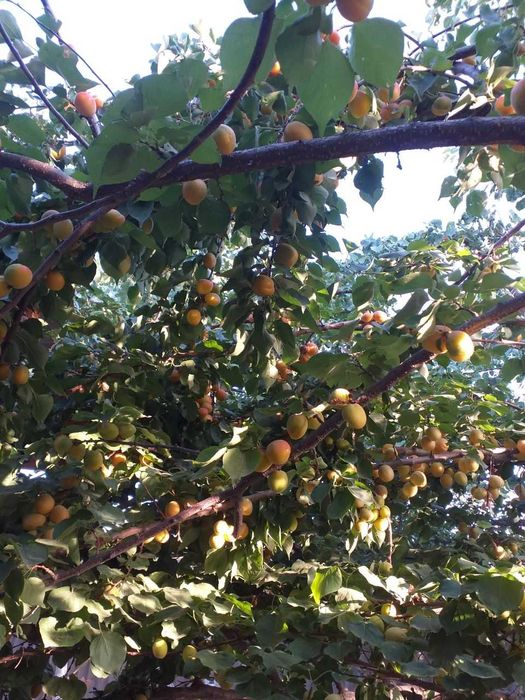 7 sot tayyor hovli joy sotiladi