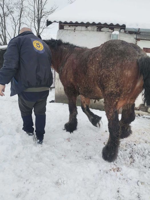 Armăsar în vârstă de 3 ani de vânzare