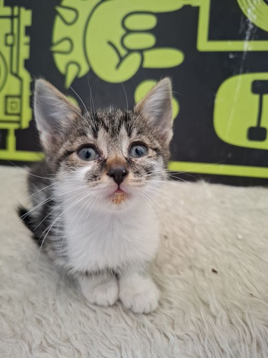 Много мило женско котенце на 3-4 месеца