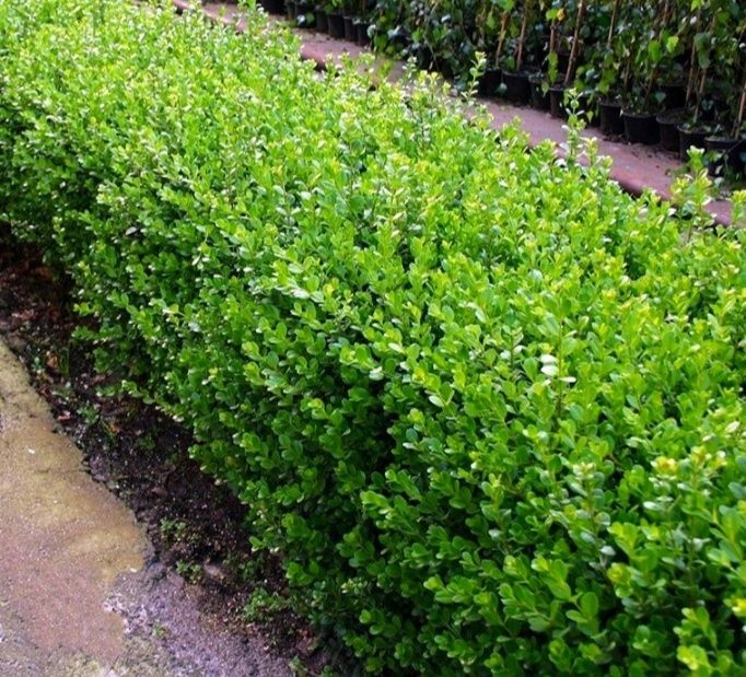 Шамшод сотилади доналаб ва оптомга