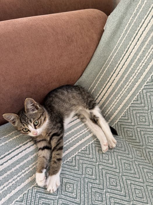 Котенок бесплатно
