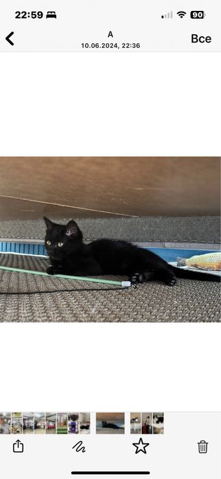 Кошка в добрые руки