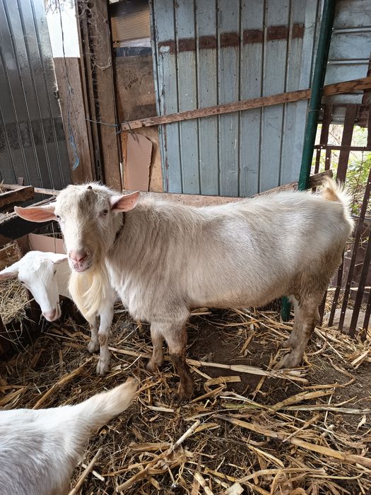 Vând țap sanen un an și jumătate