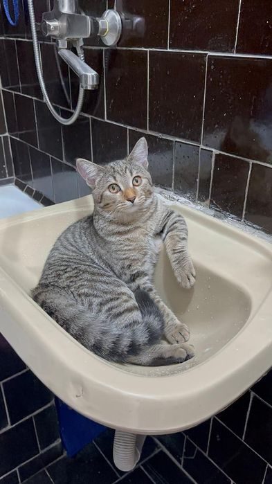 Срочно отдам Кота  мальчика 1 годик