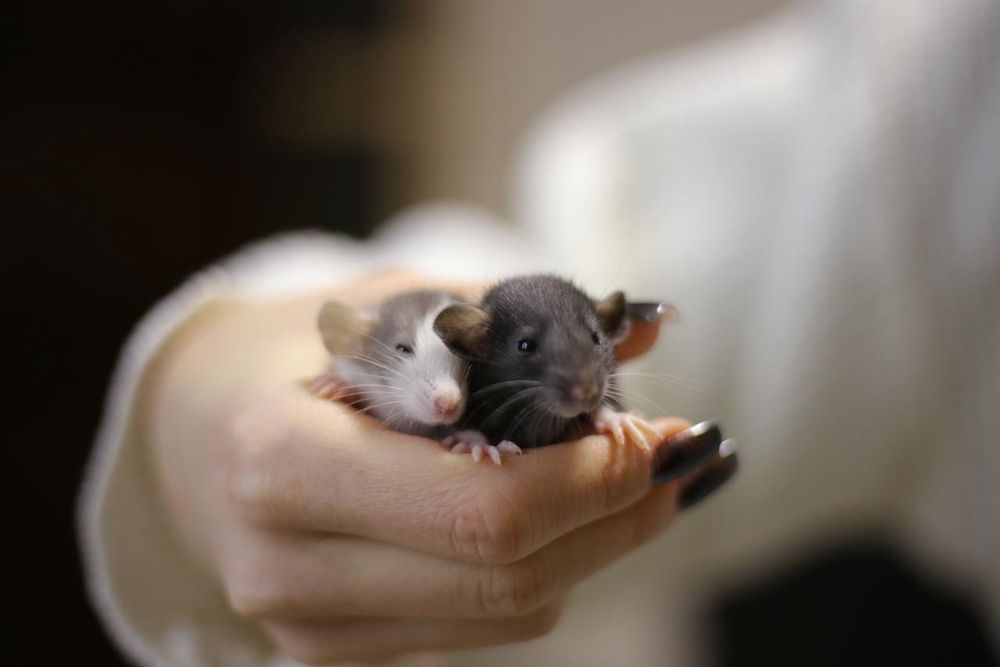 Малышь мальчик крыс