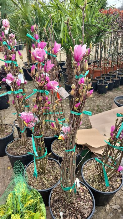 Magnolia solangiana