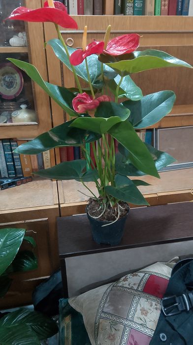 Антуриум Комнатные растения