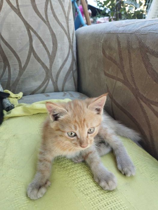Отдам котят в хорошие руки