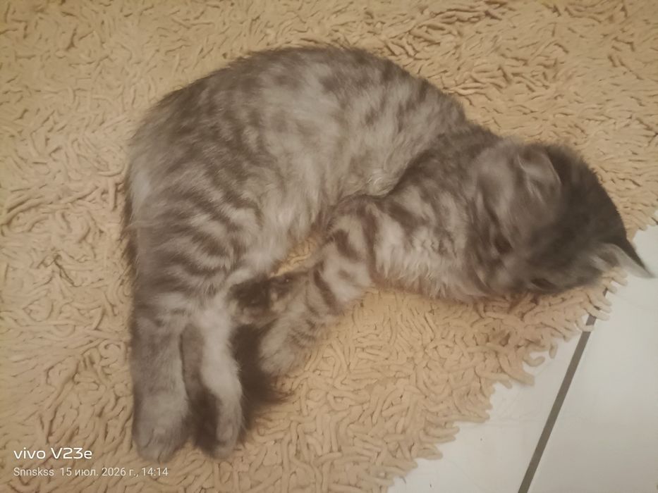 Отдам в добрые руки ласковую кошечьку