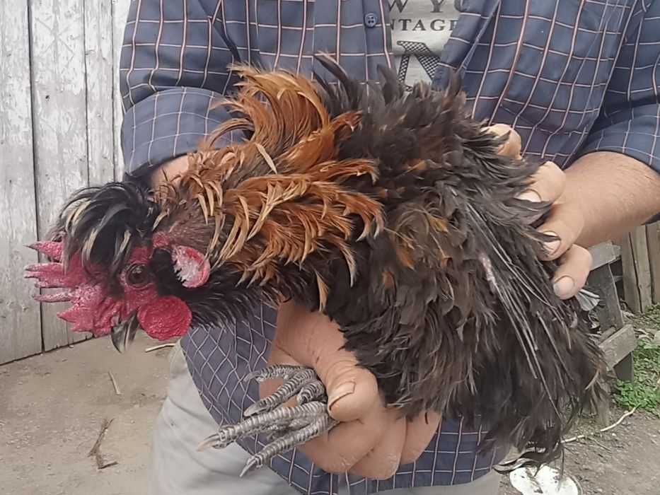 Vând cocoș frizat și zburlit, împreună cu o puicuță cu moț.Am obținut și pui frumoși de la ei, sunt de anul trecut