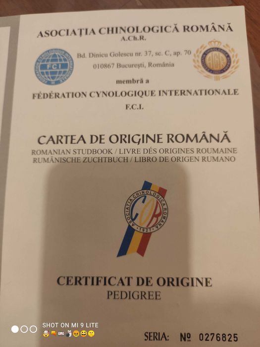 Ciobanesc caucazian de pază 4 ani