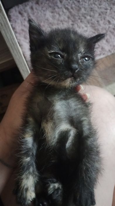 Кошечка ищет дом