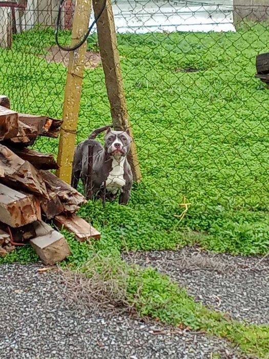 Американско були стандарт