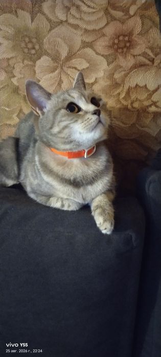 Отдам кошку в хорошие руки.